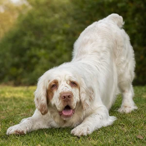 Clumber Spaniel — playful
