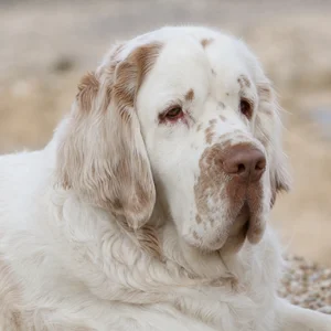 Clumber Spaniel — relaxed