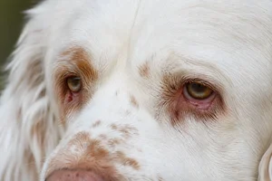 Clumber Spaniel — eyes