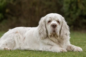 Clumber Spaniel — lying down