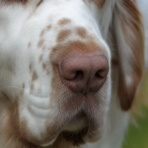 Clumber Spaniel — nose