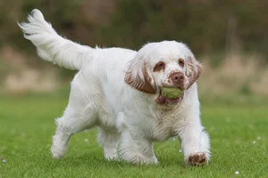 Clumber Spaniel — playing