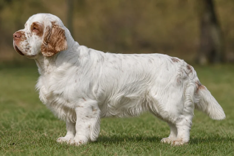 Clumber Spaniel — side