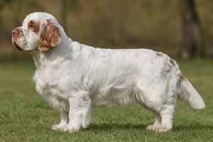 Clumber Spaniel dog