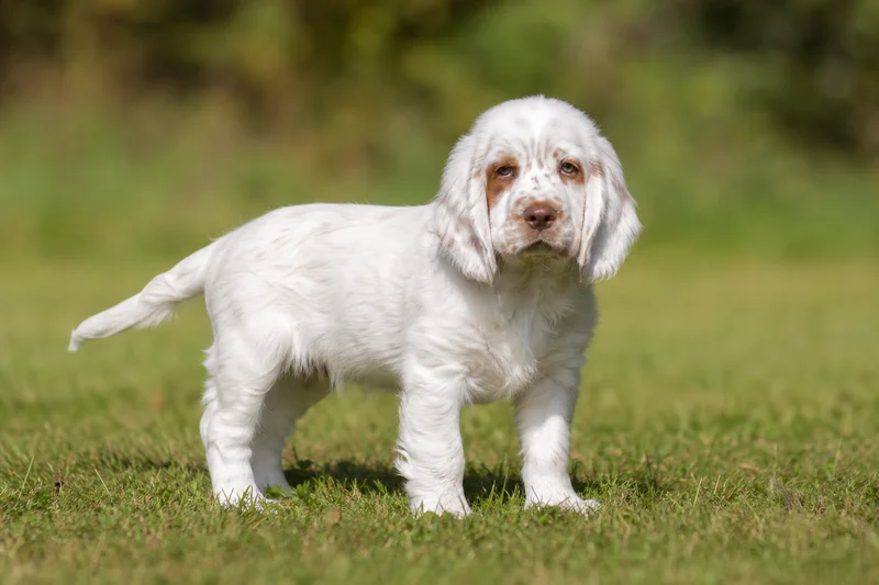 Clumber Spaniel — puppy (~4 mo)