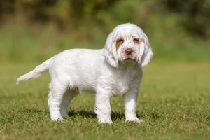 Clumber Spaniel — puppy (~4 mo)