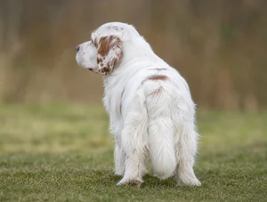 Clumber Spaniel — rear