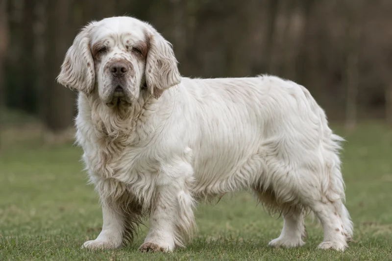 Clumber Spaniel — senior