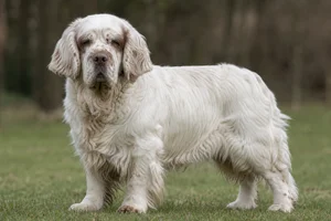 Clumber Spaniel — senior