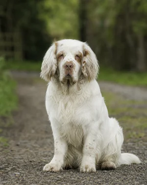 Clumber Spaniel — sitting