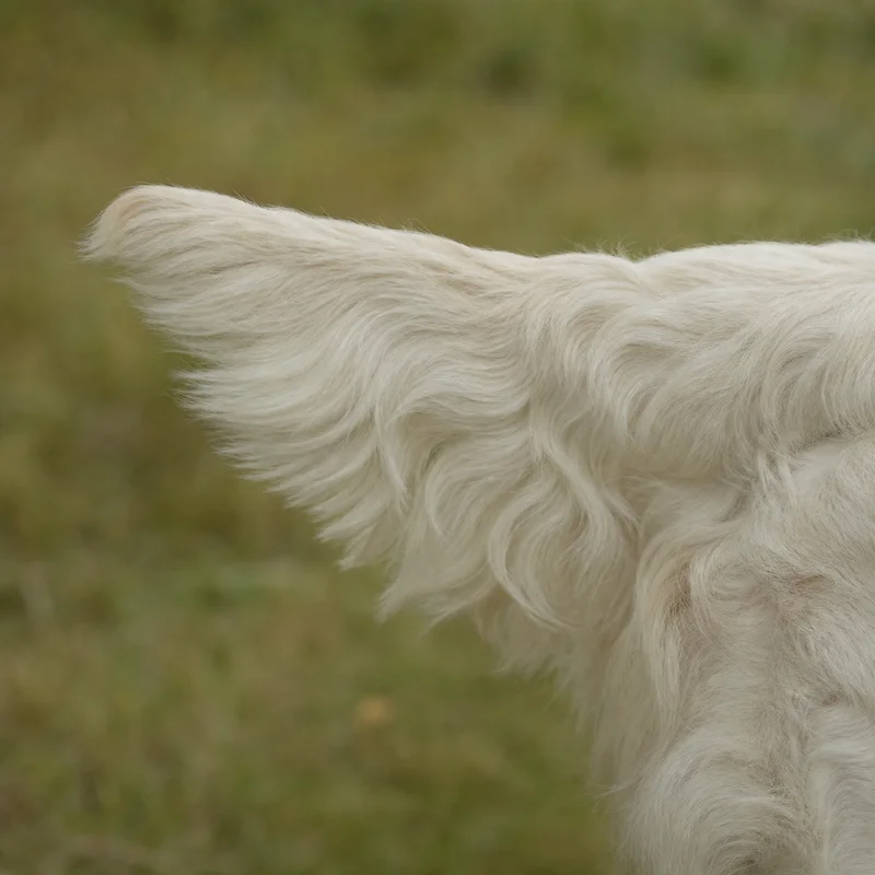 Clumber Spaniel — tail