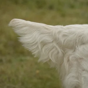 Clumber Spaniel — tail