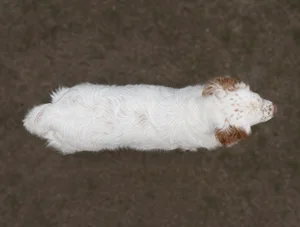Clumber Spaniel — top
