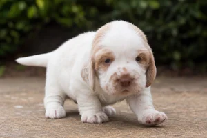 Clumber Spaniel — young puppy (~1 mo)