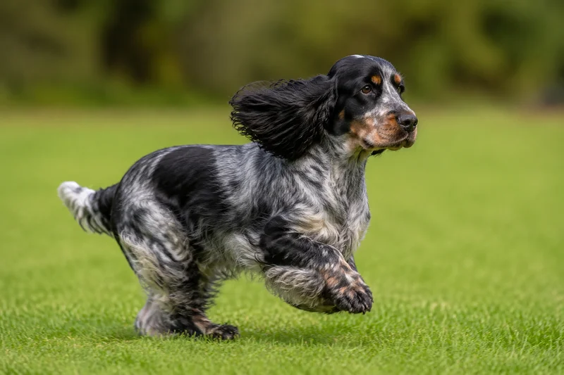 Cocker Spaniel — running