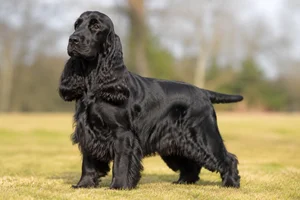 Cocker Spaniel — adult