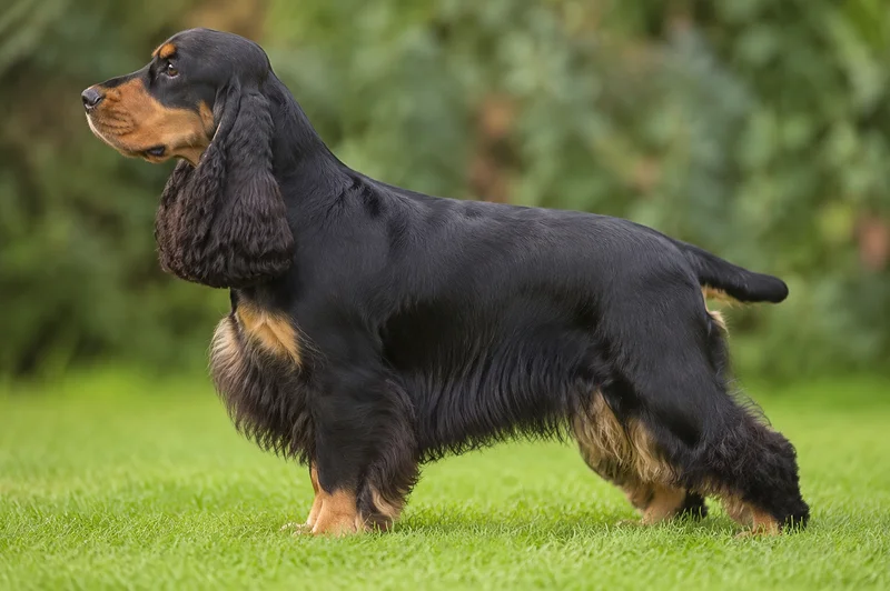 Cocker Spaniel — Black & Tan coat