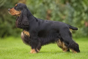 Cocker Spaniel — Black & Tan coat