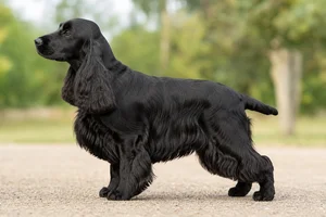 Cocker Spaniel — Black coat