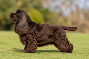 Cocker Spaniel — Brown coat