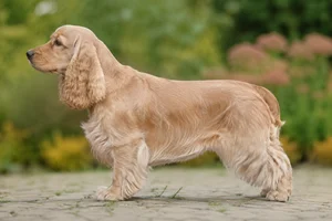 Cocker Spaniel — Buff coat