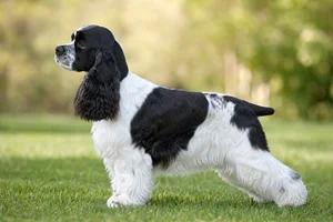 Cocker Spaniel — Parti-color coat