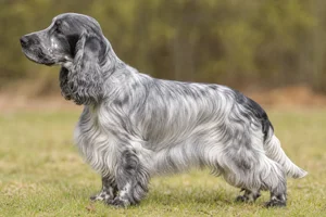 Cocker Spaniel — Silver coat