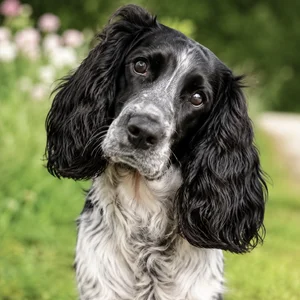 Cocker Spaniel — alert
