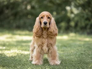 Cocker Spaniel — front