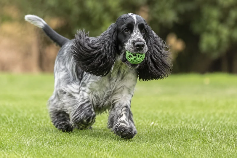 Cocker Spaniel — playing
