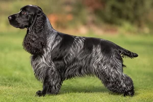 Cocker Spaniel dog