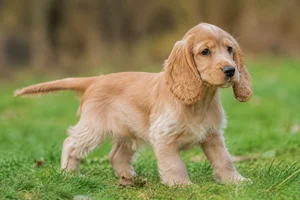 Cocker Spaniel — puppy (~4 mo)