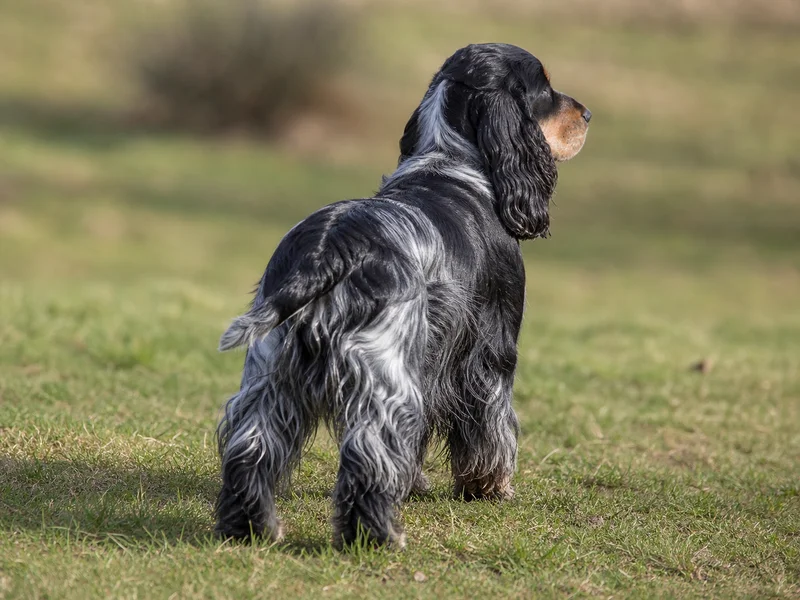 Cocker Spaniel — rear