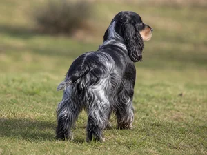 Cocker Spaniel — rear