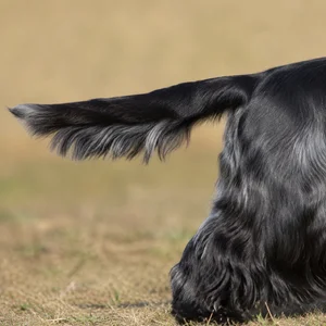 Cocker Spaniel — tail