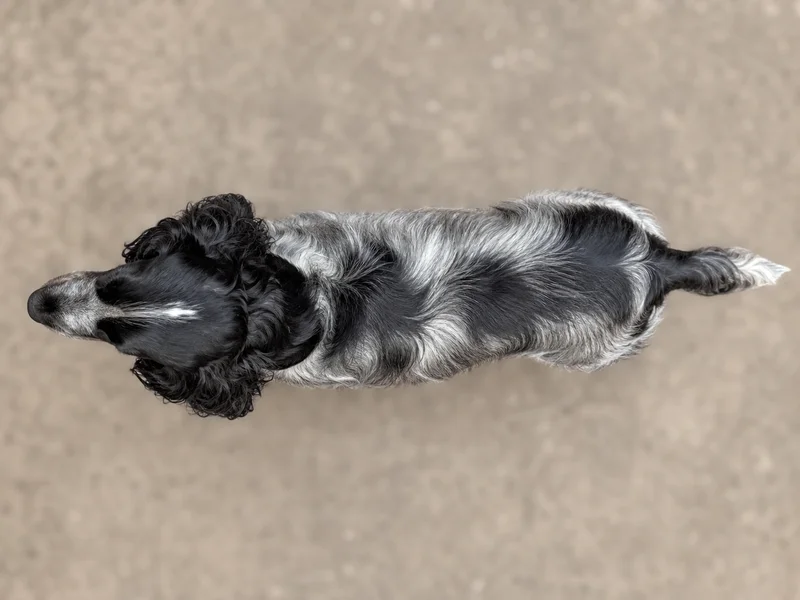 Cocker Spaniel — top