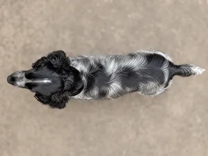 Cocker Spaniel — top