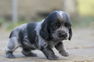 Cocker Spaniel — young puppy (~1 mo)