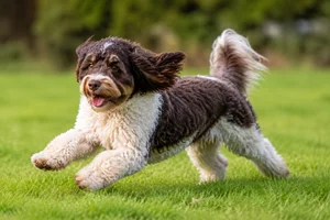 Cockerpoo — running