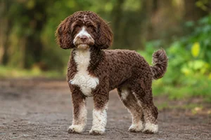 Cockerpoo — adult