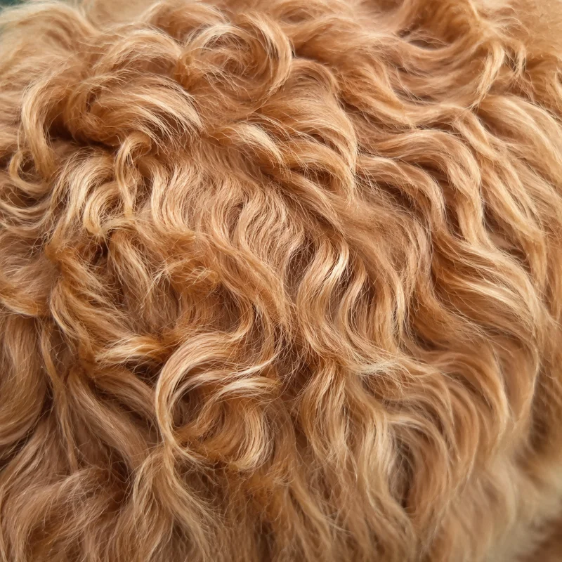 Cockerpoo — coat texture