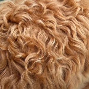 Cockerpoo — coat texture