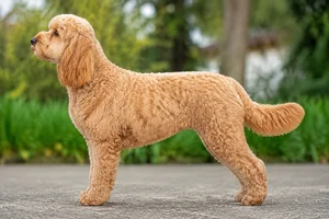 Cockerpoo — apricot coat