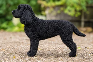 Cockerpoo — black coat