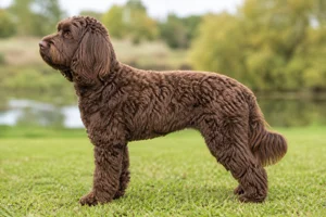 Cockerpoo — chocolate coat