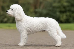 Cockerpoo — white coat