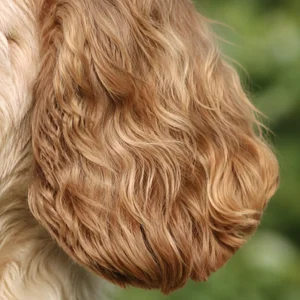 Cockerpoo — ears