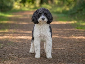 Cockerpoo — front