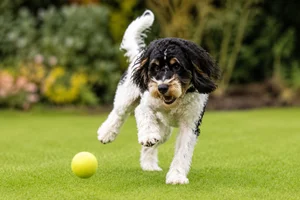 Cockerpoo — playing