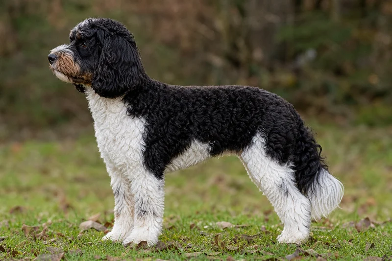 Cockerpoo — side